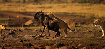 Eastern White bearded Wildebeest (Connochaetes taurinus) being attacked by pride of African lions (Panthera leo) Masai Mara National Reserve, Kenya, September, sequence 8/12