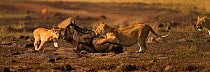 Eastern White bearded Wildebeest (Connochaetes taurinus) being attacked by pride of African lions (Panthera leo) Masai Mara National Reserve, Kenya, September, sequence 9/12