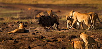 Eastern White bearded Wildebeest (Connochaetes taurinus) being attacked by pride of African lions (Panthera leo) Masai Mara National Reserve, Kenya, September, sequence 10/12