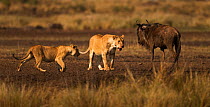 Eastern White bearded Wildebeest (Connochaetes taurinus) in stand-off with African lions (Panthera leo) Masai Mara National Reserve, Kenya, September, sequence 11/12