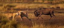 Eastern White bearded Wildebeest (Connochaetes taurinus) fighting back against attacking African lions (Panthera leo) Masai Mara National Reserve, Kenya, September, sequence 12/12