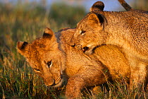 Lion (Panthera leo) cubs aged about 24 months playing in water logged grassland, Masai Mara National Reserve, Kenya, September