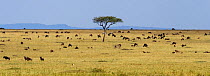 Eastern White bearded Wildebeest (Connochaetes taurinus) herd feeding on the grass plains of Masai Mara National Reserve, Kenya, September