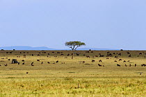 Eastern White bearded Wildebeest (Connochaetes taurinus) herd feeding on the grass plains of Masai Mara National Reserve, with tourist vehicle amongst them, Kenya, September 2010