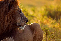 African lion (Panthera leo) male head and shoulders profile portrait, Masai Mara National Reserve, Kenya, September
