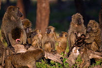 Olive baboon (Papio cynocephalus anubis) family group resting and grooming, Masai Mara National Reserve, Kenya, September