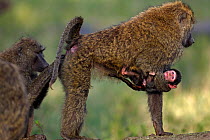 Olive baboon (Papio cynocephalus anubis) female with baby aged 1-3 months being groomed, Masai Mara National Reserve, Kenya, September