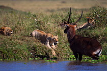 Defassa waterbuck (Kobus ellipsiprymnus defassa) male standing in a lake surrounded by a pride of African lions (Panthera leo), Masai Mara National Reserve, Kenya, September sequence 1/11
