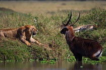 Defassa waterbuck (Kobus ellipsiprymnus defassa) male standing in a lake surrounded by a pride of African lions (Panthera leo), Masai Mara National Reserve, Kenya, September sequence 2/11