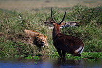 Defassa waterbuck (Kobus ellipsiprymnus defassa) male standing in a lake surrounded by a pride of African lions (Panthera leo), Masai Mara National Reserve, Kenya, September sequence 3/11