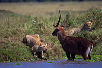 Defassa waterbuck (Kobus ellipsiprymnus defassa) male standing in a lake surrounded by a pride of African lions (Panthera leo), Masai Mara National Reserve, Kenya, September sequence 4/11