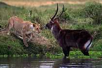 Defassa waterbuck (Kobus ellipsiprymnus defassa) male standing in a lake surrounded by a pride of African lions (Panthera leo), Masai Mara National Reserve, Kenya, September sequence 5/11