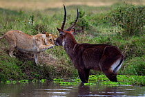 Defassa waterbuck (Kobus ellipsiprymnus defassa) male standing in a lake surrounded by a pride of African lions (Panthera leo), Masai Mara National Reserve, Kenya, September sequence 6/11