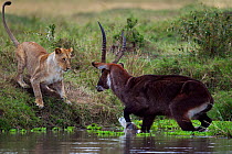 Defassa waterbuck (Kobus ellipsiprymnus defassa) male standing in a lake surrounded by a pride of African lions (Panthera leo), Masai Mara National Reserve, Kenya, September sequence 7/11