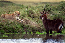 Defassa waterbuck (Kobus ellipsiprymnus defassa) male standing in a lake surrounded by a pride of African lions (Panthera leo), Masai Mara National Reserve, Kenya, September sequence 8/11