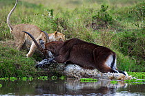 Defassa waterbuck (Kobus ellipsiprymnus defassa) male charging at an African lion (Panthera leo), Masai Mara National Reserve, Kenya, September sequence 9/11