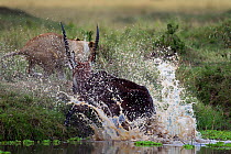 Defassa waterbuck (Kobus ellipsiprymnus defassa) male charging at an African lion (Panthera leo), Masai Mara National Reserve, Kenya, September sequence 10/11
