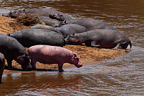 Hippopotamus (Hippopotamus amphibius) juvenile with pink skin from rare disease Leucism with resting group, Masai Mara National Reserve, Kenya, September