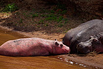 Hippopotamus (Hippopotamus amphibius) juvenile with pink skin from rare disease Leucism with resting group, Masai Mara National Reserve, Kenya, September