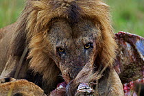 African lion (Panthera leo) male feeding on a kill amongst others, Masai Mara National Reserve, Kenya, September
