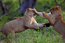 African lion (Panthera leo) cubs aged about 24 months play fighting, Masai Mara National Reserve, Kenya, September