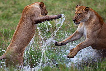 African lion (Panthera leo) young playing in water, Masai Mara National Reserve, Kenya, September