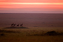 Topi (Damaliscus lunatus jimela) small herd standing on grass mound at sunrise, Masai Mara National Reserve, Kenya, September