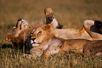 African lions (Panthera leo) adolescent males resting together, Masai Mara National Reserve, Kenya, September