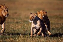 African lions (Panthera leo) sub-adult males making advances on lioness, Masai Mara National Reserve, Kenya, September
