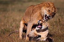 Lions mating (Panthera leo) Masai Mara National Reserve, Kenya, September