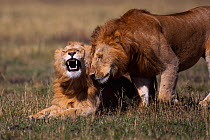 African lions (Panthera leo) sub-adult male lions interacting, Masai Mara National Reserve, Kenya, September