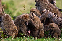 Olive baboon (Papio cynocephalus anubis) group allo-grooming whilst young play, Masai Mara National Reserve, Kenya, September