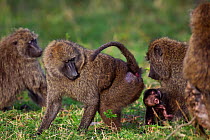Olive baboon (Papio cynocephalus anubis) young female showing her rear to an older female to show subordination, Masai Mara National Reserve, Kenya, September