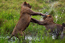 African lions (Panthera leo) two young lions play fighting in water, Masai Mara National Reserve, Kenya, September