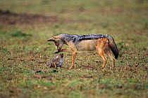 Black backed jackal (Canis mesomelas) male playing with two-week pup, Masai Mara National Reserve, Kenya, August.