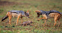 Black backed jackal (Canis mesomelas) male and 'helper' playing with two-week pup, Masai Mara National Reserve, Kenya, August.
