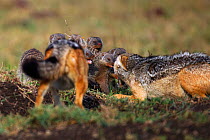 Black backed jackals (Canis mesomelas) defending pups and den from Banded mongooses (Mungo mungos) Masai Mara National Reserve, Kenya, August.