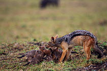 Black backed jackal (Canis mesomelas) male regurgitating food for two-week pups, Masai Mara National Reserve, Kenya, August.