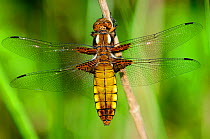 Female Broad-bodied Chaser Dragonfly (Libellula depressa) at rest. Dorset, UK, May.
