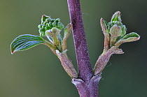 Dogwood (Cornus sanguinea) buds breaking in spring. Dorset, UK, March.