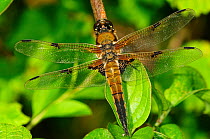 Male Four-spotted Chaser Dragonfly (Libellula quadrimaculata) at rest. Dorset, UK, May.