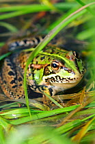 Marsh Frog (Rana ridibunda). Bexington, Dorset, UK, May.