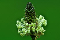 Flower head and stamens of Ribwort Plantain (Plantago lanceolata). Dorset, UK, May.