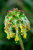 Salad / Garden Burnet (Sanguisorna minor) flower. Dorset, UK, June.