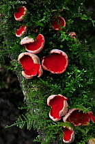 Scarlet Elf Cup Fungus (Sarcoscypha coccinea). Dorset, UK, March.