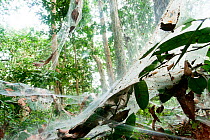Funnel Web Spider (Agelena consociata) nest colony and associated web traps. Bai Hokou, Dzanga-Ndoki National Park, Central African Republic.