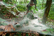 Funnel Web Spider (Agelena consociata) nest colony and associated web traps -  an example of arachnid semi-social behaviour where colonies co-operate to spin large forest webs Bai Hokou, Dzanga-Ndoki...