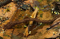 Army Ant (Dorylus sp) raiding column crossing a twig over water, heavily defended by soldier ants. Bai Hokou, Dzanga-Ndoki National Park, Central African Republic.