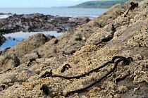 Batters / Sea noodle (Nemalion helminthoides) seaweed growing on rocks encrusted with Common barnacles / Northern rock barnacles (Semibalanus balanoides) low on the shore near the kelp zone, Wembury,...