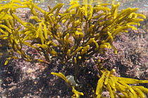 Brown seaweed (Bifurcaria bifurcata), an alga that has shown some anti-cancer properties, growing in a rockpool low on the shore alongside Coralweed (Corallina officinalis), Wembury, Devon, UK, August...